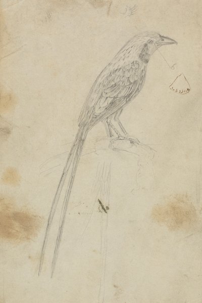 Un pájaro de James Sowerby