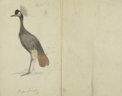 Una grúa de James Sowerby
