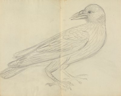Un cuervo de James Sowerby