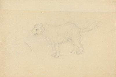 Un perro de James Sowerby