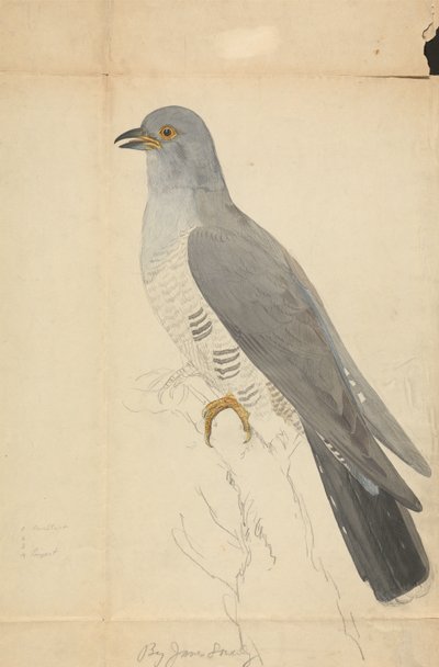 En Dove de James Sowerby