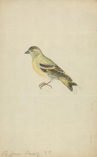 Un pinzón (¿Siskin?) de James Sowerby