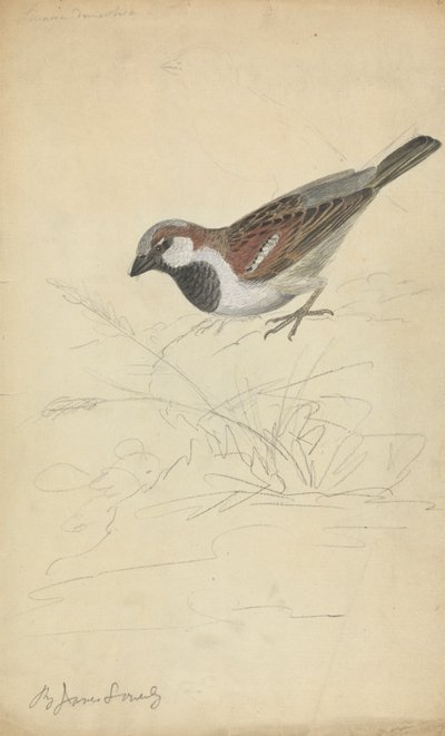 Un gorrión común de James Sowerby