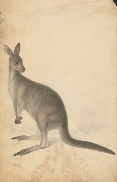 Un canguro con tres canguros al fondo de James Sowerby