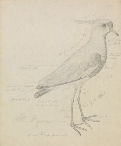 Una avefría de James Sowerby