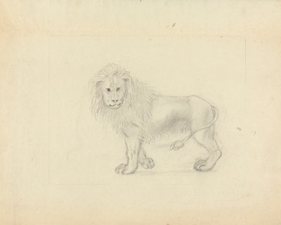 Un León de James Sowerby