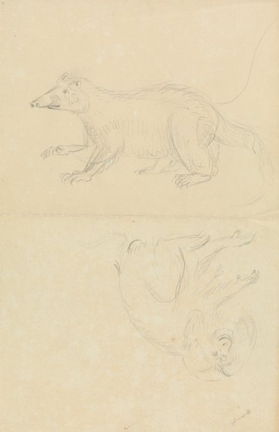 Un mamífero (¿coatimundi?) y un primate (¿marmota?). Un Coatimundi y un Tití Cabeza de León de James Sowerby