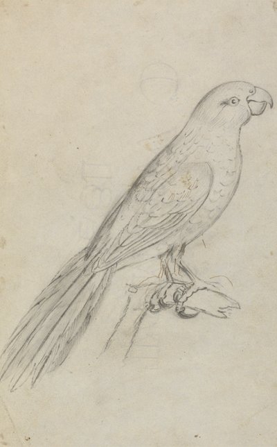 El loro de James Sowerby