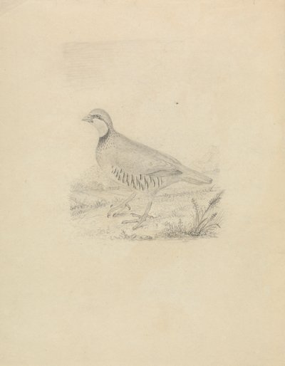 Una codorniz de James Sowerby