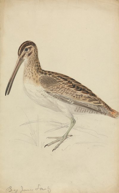 Una agachadiza de James Sowerby