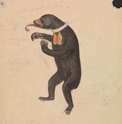 Un Oso Solar de James Sowerby
