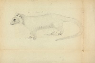 Una comadreja de James Sowerby