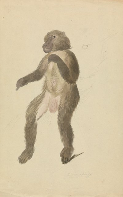 El mandril de James Sowerby