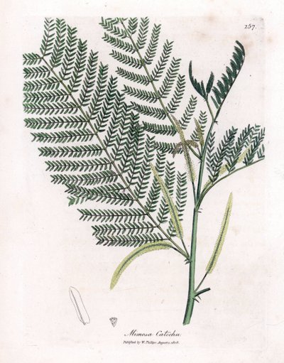 Acacia a cachou o cachoutier - Catechu, Acacia catechu. Grabado en cobre coloreado a mano de una ilustración botánica de James Sowerby extraída de la obra de William Woodville y Sir William Jackson Hooker "Medical Botany", John Bohn, Londres. de James Sowerby