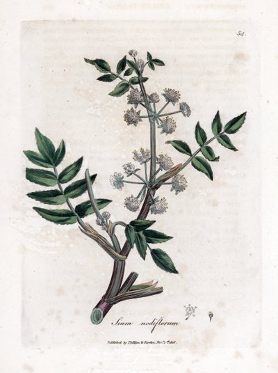 Ache false watercress - Chirivía de agua rastrera, Sium nodiflorum. Grabado en cobre coloreado a mano de una ilustración botánica de James Sowerby de la obra "Medical Botany" de William Woodville y Sir William Jackson Hooker, John Bohn, Londres. de James Sowerby
