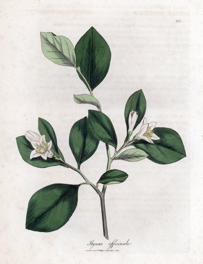 Aliboufier - Storax, Styrax officinalis. Grabado en cobre coloreado a mano a partir de una ilustración botánica de James Sowerby extraída de "Medical Botany" de William Woodville y Sir William Jackson Hooker, John Bohn, Londres. de James Sowerby