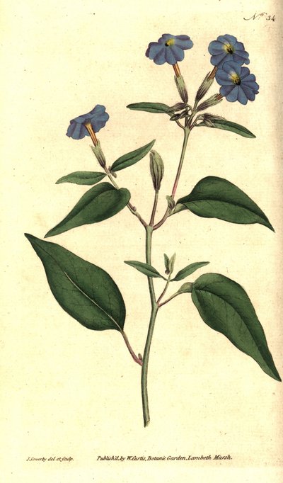 Browallia americana - Nomeolvides jamaicana, flor de amatista o violeta de arbusto, Browallia americana (Browallia alta, Browallia elata). Grabado en cobre coloreado a mano e ilustración botánica de James Sowerby de The Botanical Magazine de William Curtis de James Sowerby