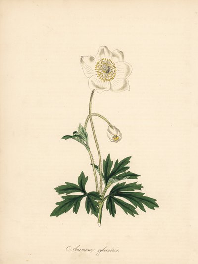 Anémona de las brocas - Snowdrop anemone, Anemone sylvestris. Tomado de una ilustración de James Sowerby en el "Botanical Magazine" de William Curtis. Zincografía coloreada a mano de C. Chabot dibujada por Miss M. A. Burnett de su "Plantae Utiliores: or Il de James Sowerby