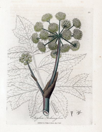 Angelique true or officinal or archangelique - Angélica de jardín, Angelica archangelica. Grabado en cobre coloreado a mano de una ilustración botánica de James Sowerby de "Botánica Médica" de William Woodville y Sir William Jackson Hooker, John Bohn, de James Sowerby