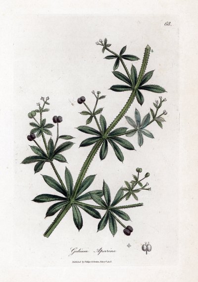 Azúcar de anís o scatteron - Cleavers o hierba de ganso, Calium aparine. Grabado en cobre coloreado a mano de una ilustración botánica de James Sowerby de la obra de William Woodville y Sir William Jackson Hooker "Medical Botany", John Bohn, Londres. de James Sowerby
