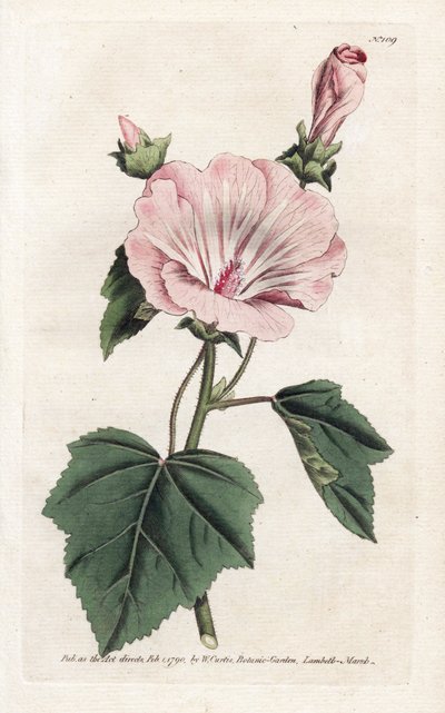 Púrpura anual o lavater trimestral - Litografía de James Sowerby (1757-1822), de William Curtis