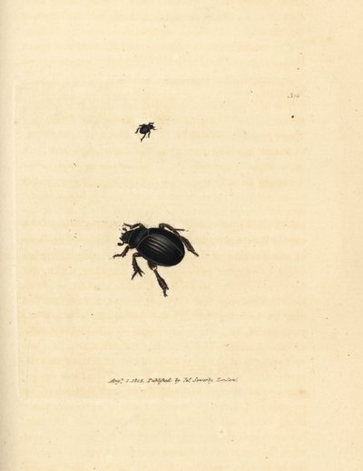 Escarabajo Aphodius arenarius (Scarabaeus ovalis). Grabado en cobre coloreado a mano por James Sowerby de The British Miscellany, or Coloured figures of new, rare, or little known animal subjects. de James Sowerby