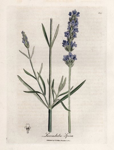 Lavanda ápica. Grabado en cobre coloreado a mano a partir de un dibujo de James Sowerby (1757-1822), en Botanique Medicinale de James Sowerby