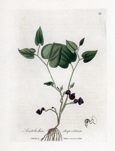 Aristoloche variete - Hierba de la serpiente, Aristolochia serpentaria. Grabado en cobre coloreado a mano de una ilustración botánica de James Sowerby extraída de "Medical Botany" de William Woodville y Sir William Jackson Hooker, John Bohn, Londres. de James Sowerby