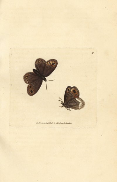 Pardo de Arran, Erebia ligea (Papilio ligea). Grabado en cobre coloreado a mano por James Sowerby de The British Miscellany, or Coloured figures of new, rare, or little known animal subjects. de James Sowerby