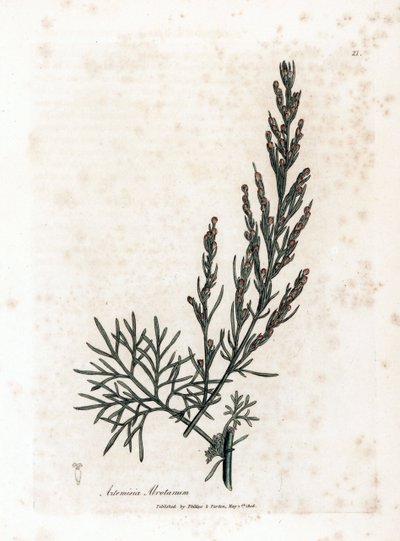 Aurona o limoncillo o limoncillo de artemisa - Southernwood, Artemisia abrotanum. Grabado en cobre coloreado a mano a partir de una ilustración botánica de James Sowerby extraída de la obra de William Woodville y Sir William Jackson Hooker "Medical Botany" de James Sowerby