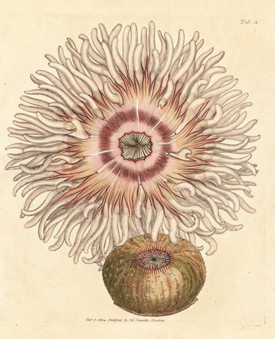 Anémona de cuentas, Actinia equina. Grabado en cobre coloreado a mano por James Sowerby de The British Miscellany, or Coloured figures of new, rare, or little known animal subjects. de James Sowerby