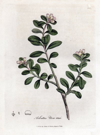Uva de oso o gayuba - Arbutus rastrero o gayuba, Arctostaphylos uva-ursi. Grabado en cobre coloreado a mano de una ilustración botánica de James Sowerby extraída de "Medical Botany" de William Woodville y Sir William Jackson Hooker, John Bohn, Londres. de James Sowerby