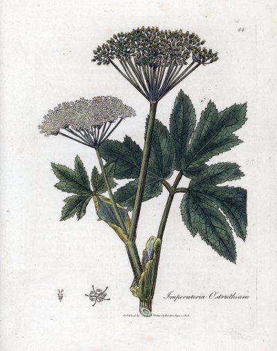 Benjuí o Imperatoria - Hierba maestra común, Imperatoria ostruthium. Grabado en cobre coloreado a mano de una ilustración botánica de James Sowerby extraída de "Medical Botany" de William Woodville y Sir William Jackson Hooker, John Bohn, Londres. de James Sowerby
