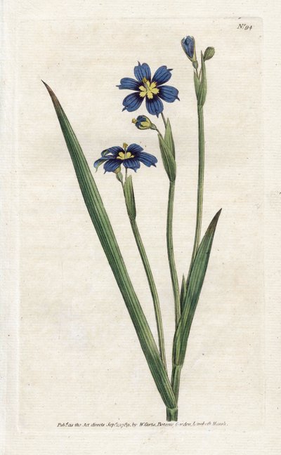 Bermuda de hojas estrechas - Litografía de James Sowerby (1757-1822), de la Revista Botánica de William Curtis (1746-1799) de James Sowerby