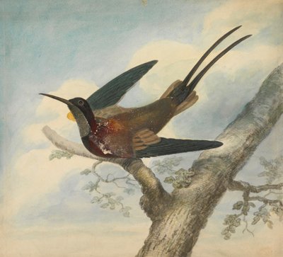 Ave del Paraíso y Verso: Boceto de una flor de James Sowerby