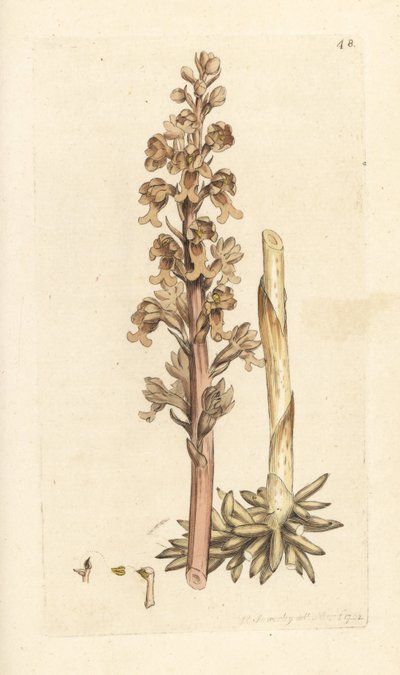 Orquídea nido de pájaro, Neottia nidus-avis (Bird