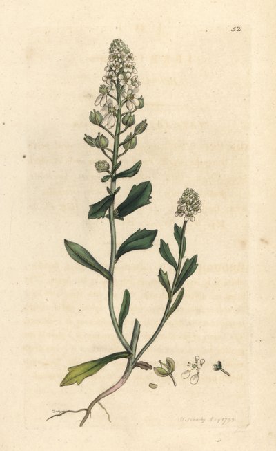 Iberis amara. Grabado en cobre coloreado a mano según una ilustración de James Sowerby de James Smith