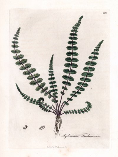 Doradilla negra o falso capilar (helecho) - Helecho común del cabello de doncella o spleenwort, Asplenium trichomanes. Grabado en cobre coloreado a mano de una ilustración botánica de James Sowerby de la obra de William Woodville y Sir William Jackson Hook de James Sowerby