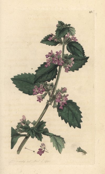 Marrubio negro, Ballota nigra (Ballote noire) Grabado en cobre coloreado a mano según una ilustración de James Sowerby de James Smith