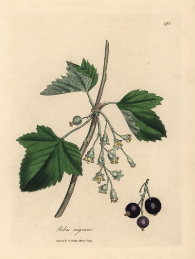 Grosellero negro, Ribes nigrum de James Sowerby