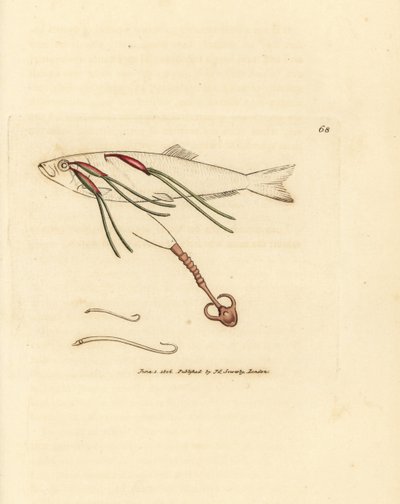 Copépodo parásito que se alimenta de sangre en un ojo de buey, Lernaeenicus sprattae (Lernaea sprattae). Y otro extraño gusano encontrado en una concha de ostra. Grabado en cobre coloreado a mano por James Sowerby de The British Miscellany, or Coloured fig de James Sowerby