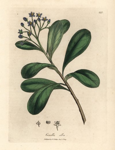 Canella de flores azules, Canella alba, Canella winterana de James Sowerby