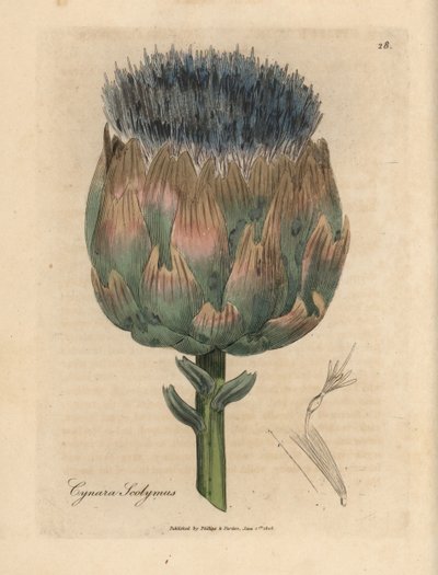 Alcachofa de flores azules y moradas, Cynara scolymus de James Sowerby