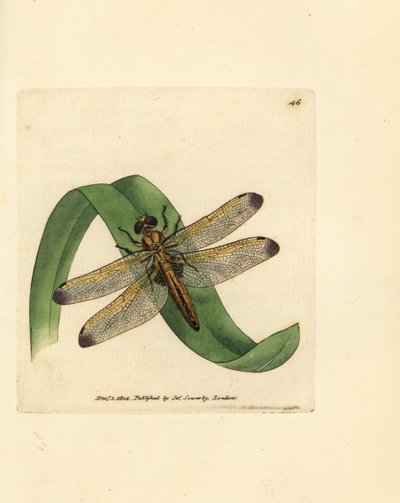 Libélula fulva (Libellula conspurcata). Grabado en cobre coloreado a mano por James Sowerby de The British Miscellany, or Coloured figures of new, rare, or little known animal subjects. de James Sowerby