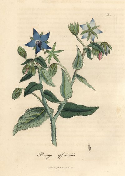 Borraja de flor azul, Borago officinalis de James Sowerby