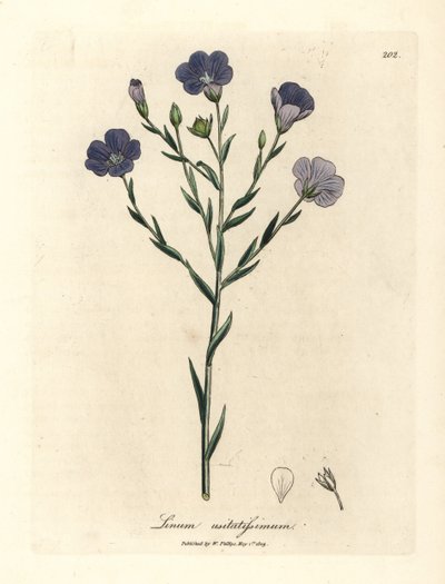 Lino de flor azul, Linum usitatissimum de James Sowerby