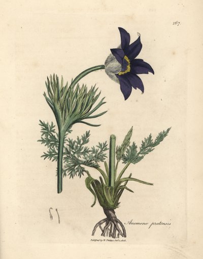 Anémona de los prados de flor azul, Anemone pratensis de James Sowerby