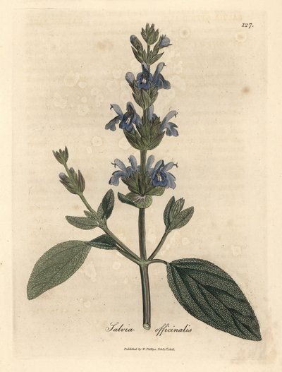 Salvia de flor azul, Salvia officinalis de James Sowerby