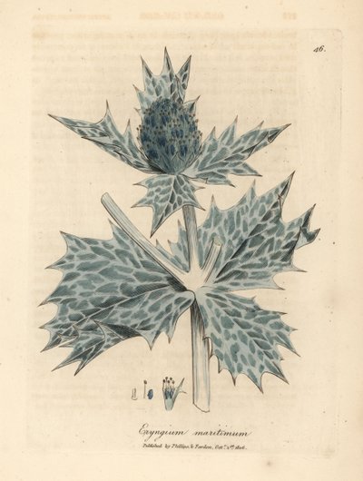 Eryngium maritinum, acebo de mar o eryngo de flor azul de James Sowerby