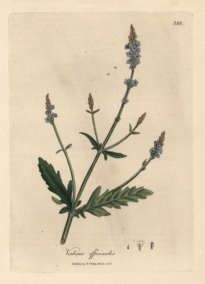 Verbena de flor azul, Verbena officinalis de James Sowerby